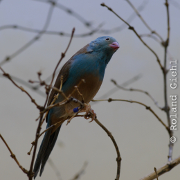 Zoo_Frankfurt_2012-02-05_24