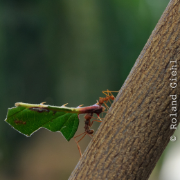 Zoo_Frankfurt_2012-02-05_02
