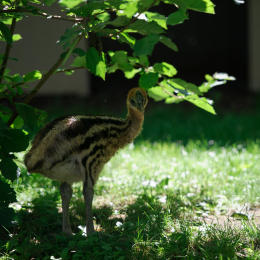 Zoo_Frankfurt_20120722-014