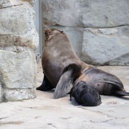 Zoo_Frankfurt_20120722-010