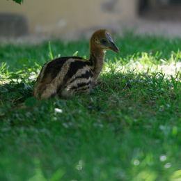 Zoo_Frankfurt_20120722-013