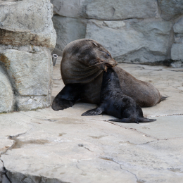Zoo_Frankfurt_20120722-009