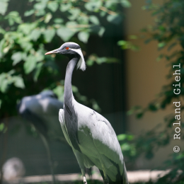 Zoo_Frankfurt_20120722-015