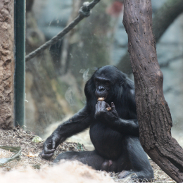 Zoo_Frankfurt_20120722-017