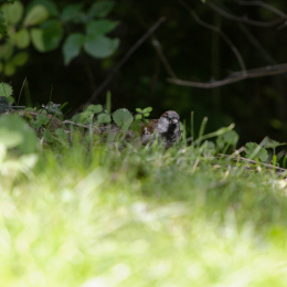 Zoo_Frankfurt_20120722-002