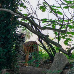  Zoo Frankfurt Juli 2012