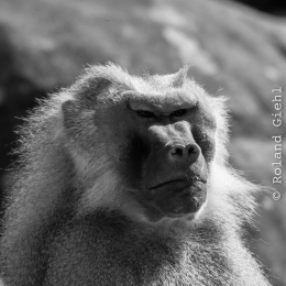 Zoo_Frankfurt_20170624_009