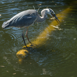Zoo_Frankfurt_20170624_004