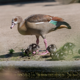 Zoo_Frankfurt_20170624_007