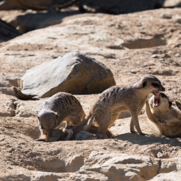Zoo_Frankfurt_20170624_018