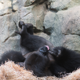Zoo_Frankfurt_20170624_020