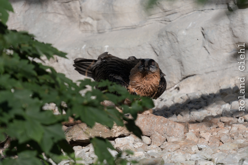 Zoo_Frankfurt_20170624_028