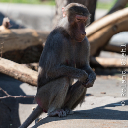 Zoo_Frankfurt_20170624_012