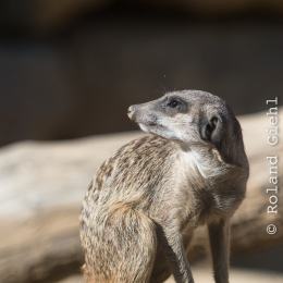 Zoo_Frankfurt_20170624_024