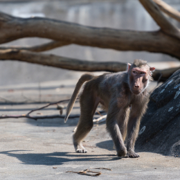 Zoo_Frankfurt_20170624_008