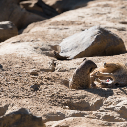 Zoo_Frankfurt_20170624_017