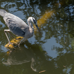Zoo_Frankfurt_20170624_002