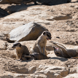 Zoo_Frankfurt_20170624_019