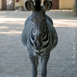  Zoo Frankfurt Juni 2017