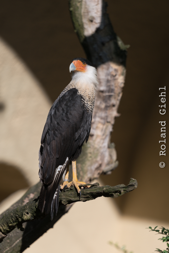 Zoo_Frankfurt_20170624_026