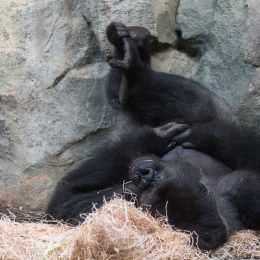 Zoo_Frankfurt_20170624_021
