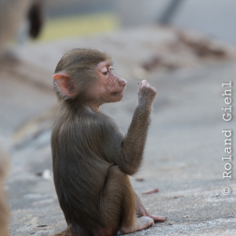 Zoo_Frankfurt_20170624_011
