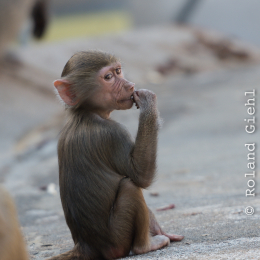 Zoo_Frankfurt_20170624_010