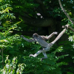 Zoo_Frankfurt_20170624_015