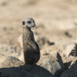 Zoo_Frankfurt_20170624_023