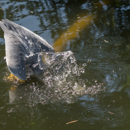 Zoo_Frankfurt_20170624_003