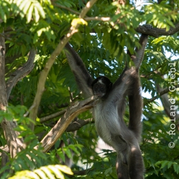 Zoo_Frankfurt_20170624_013