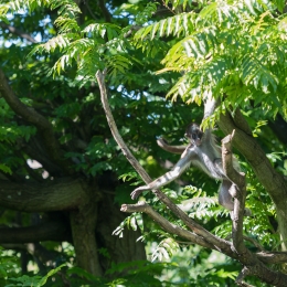 Zoo_Frankfurt_20170624_014