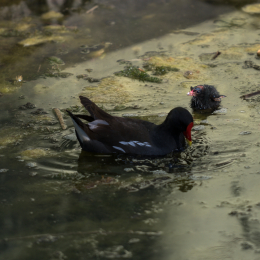 Zoo_Frankfurt_20170624_025