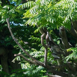 Zoo_Frankfurt_20170624_016