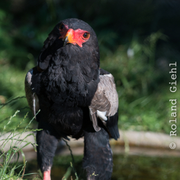 Zoo_Frankfurt_20170624_027