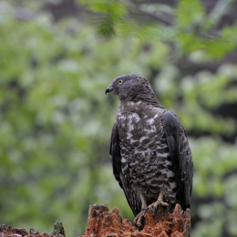 bayrischerwald_01052010_59