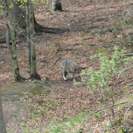 bayrischerwald_01052010_17