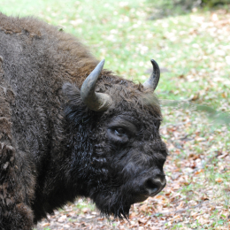 bayrischerwald_01052010_09