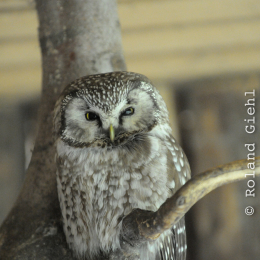 bayrischerwald_01052010_42