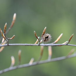 bayrischerwald_01052010_19