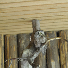 bayrischerwald_01052010_41