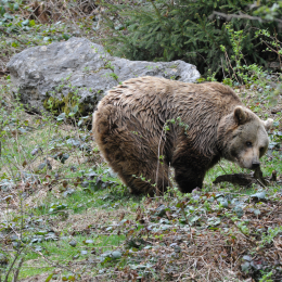 bayrischerwald_01052010_45