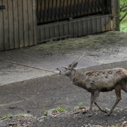 bayrischerwald_01052010_35