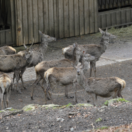 bayrischerwald_01052010_37