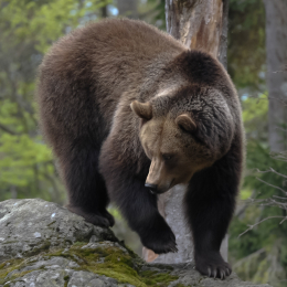 bayrischerwald_01052010_47