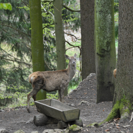 bayrischerwald_01052010_36