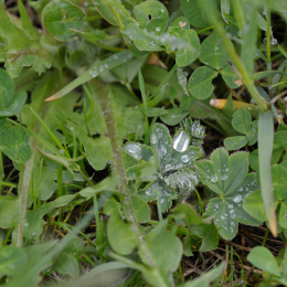 bayrischerwald_01052010_02