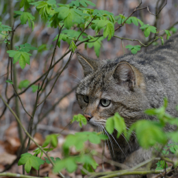 bayrischerwald_01052010_27