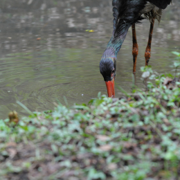 bayrischerwald_01052010_51