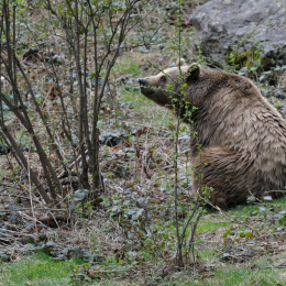 bayrischerwald_01052010_44